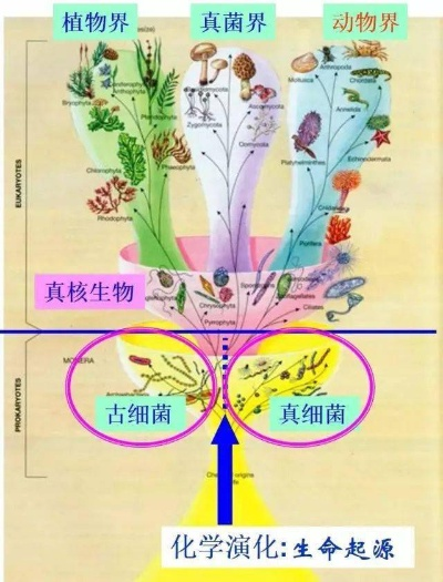 为何真菌人统治虚无世界_解密生命形态进化链