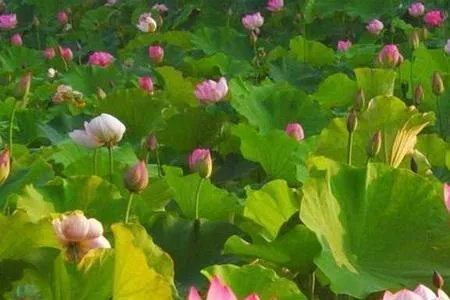 六月究竟算盛夏还是仲夏？看完这篇就懂了